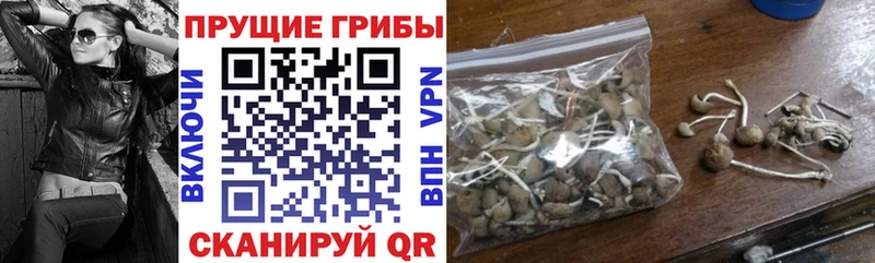 сколько стоит  Кимры  Псилоцибиновые грибы мицелий 